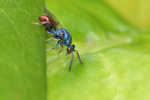 Réf. 270 879 : Torymus calcaratus