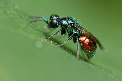 Pseudomalus sp.