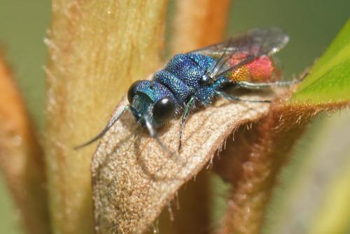 Réf. 270 619 : Chrysis inaequalis