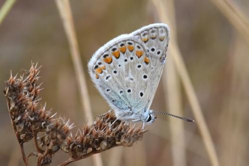 Réf. 270 815 : Polyommatus icarus