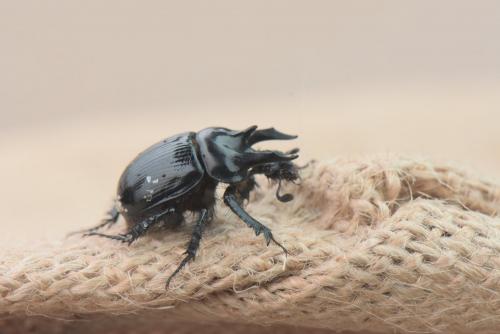 Réf. 270 246 : Typhaeus typhoeus