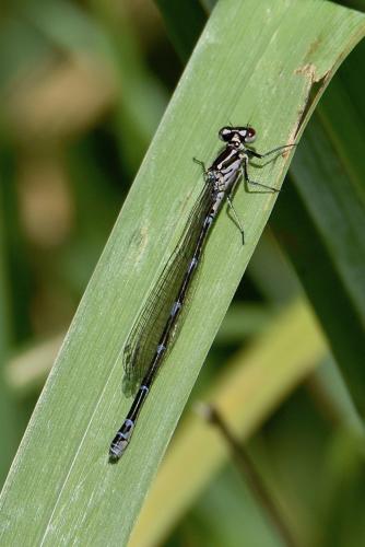 Réf. 270 563 : Coenagrion pulchellum