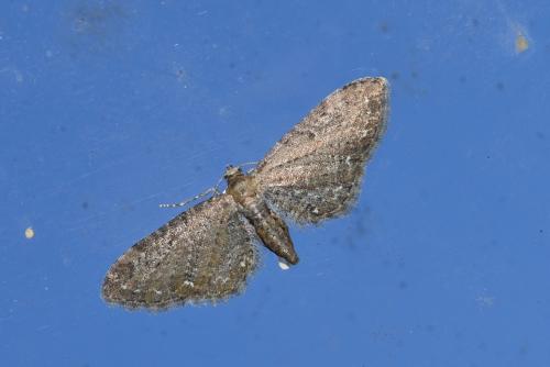 Réf. 270 561 : Eupithecia vulgata