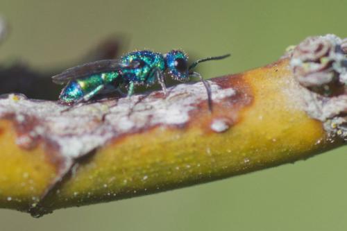 Trichrysis cyanea