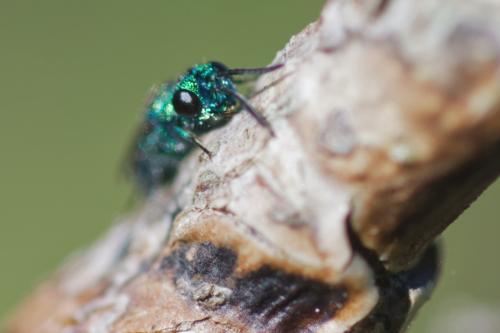 Trichrysis cyanea