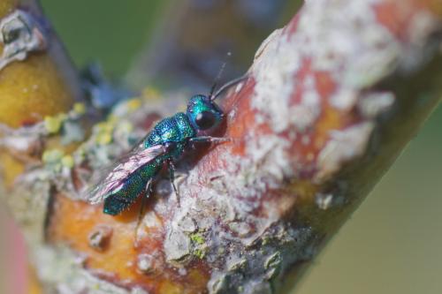 Trichrysis cyanea