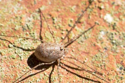 Phalangium opilio