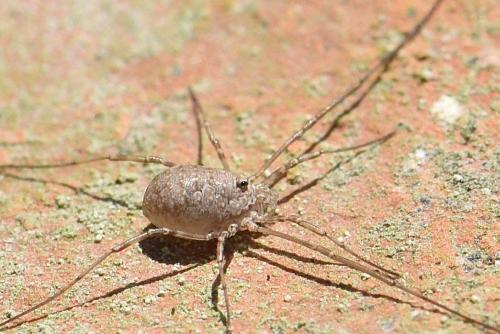 Phalangium opilio