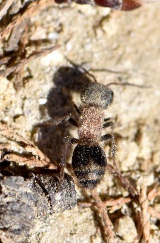 Myrmilla sp.