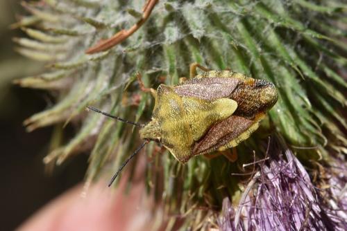 Carpocoris purpureipennis