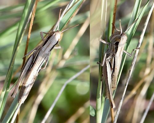 Euchorthippus elegantulus