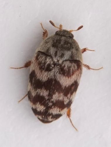 Réf. 270 336 : Attagenus posticalis