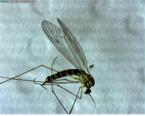 Trichocera annulata
