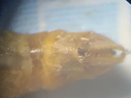Epirrita dilutata