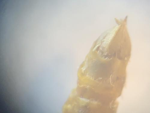 Réf. 270 222 : Epirrita dilutata