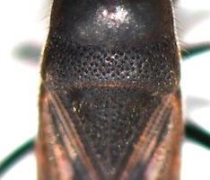 Megalonotus emarginatus