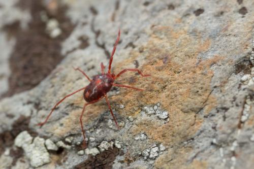Réf. 270 881 : Erythraeus sp.