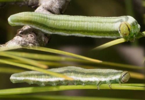Gilpinia virens