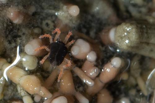 Halotydeus hydrodromus
