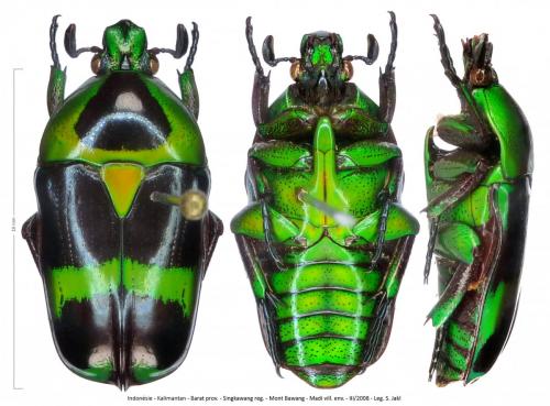 Réf. 270 374 : Heterorhina simula