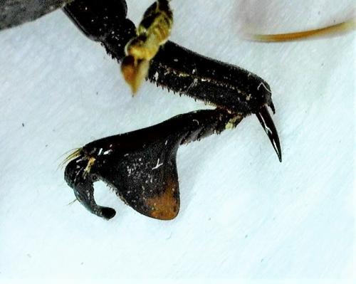 Hydrophilus piceus