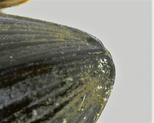 Hydrophilus piceus