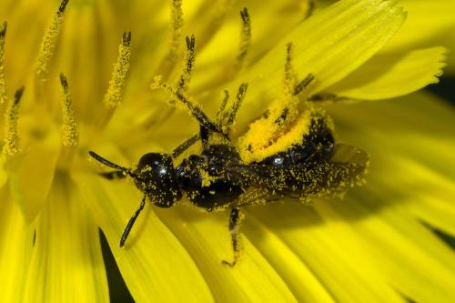 Réf. 270 664 : Lasioglossum sp.