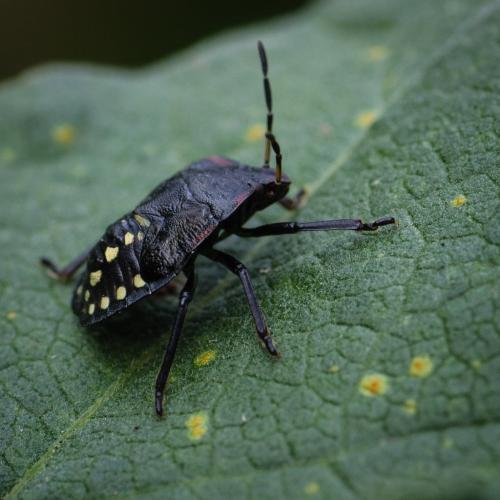 Nezara viridula