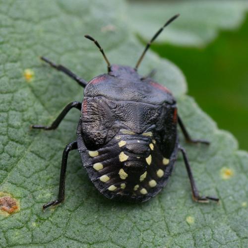 Réf. 270 845 : Nezara viridula