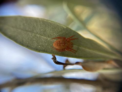 Araniella sp.