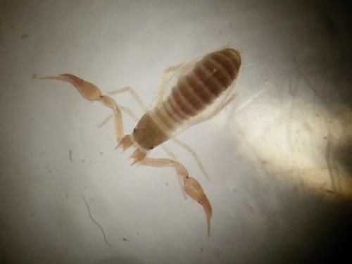 Neobisium sp.