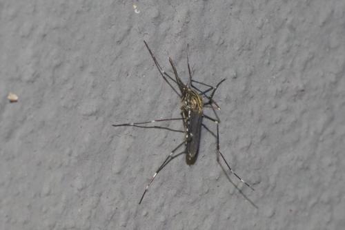 Réf. 270 447 : Aedes japonicus