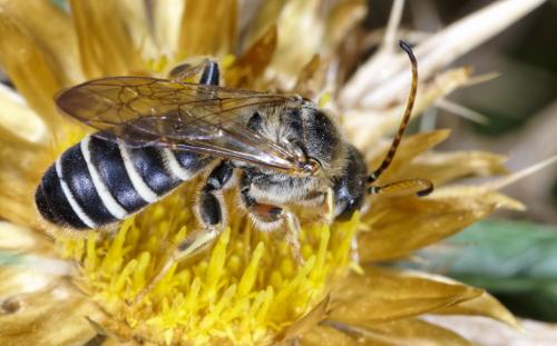 Halictus sp.