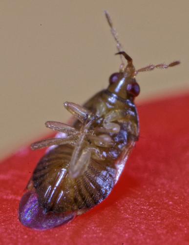 Orius sp.