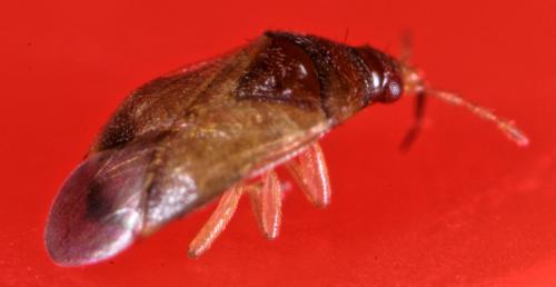 Orius sp.