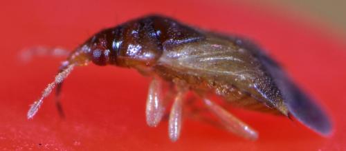 Réf. 270 536 : Orius sp.