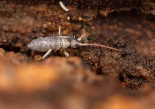 Tomocerus minor