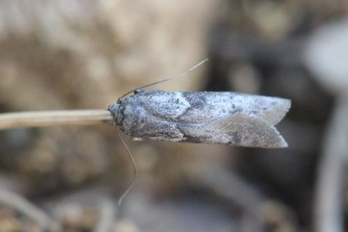 Blastobasis sp.