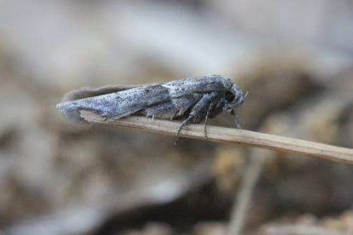 Blastobasis sp.