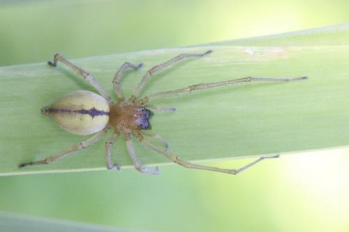 Cheiracanthium sp.