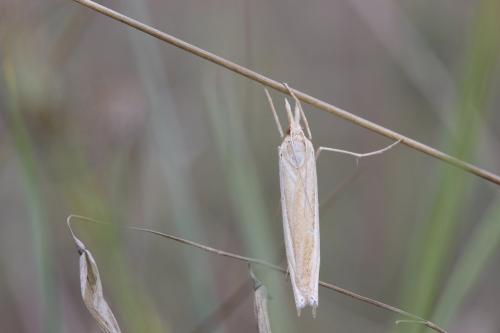 Réf. 270 426 : Ancylolomia sp.