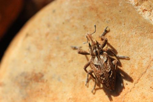 Réf. 270 105 : Coniocleonus cicatricosus