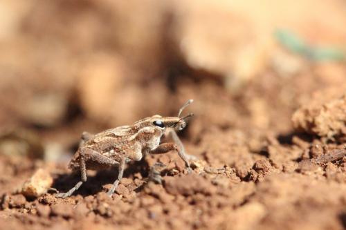 Réf. 270 106 : Coniocleonus cicatricosus