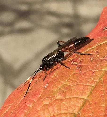 Réf. 270 248 : Stenichneumon culpator
