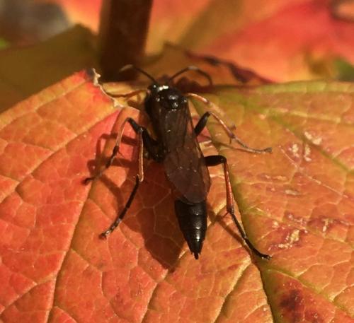 Réf. 270 249 : Stenichneumon culpator