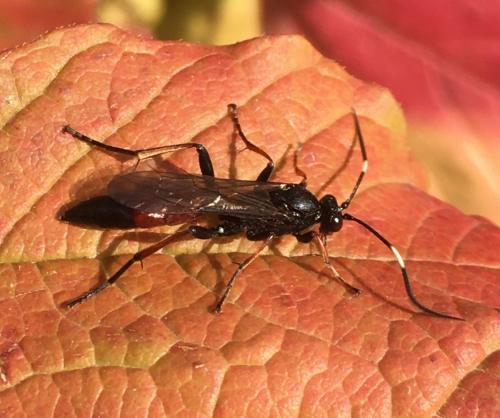 Réf. 270 247 : Stenichneumon culpator
