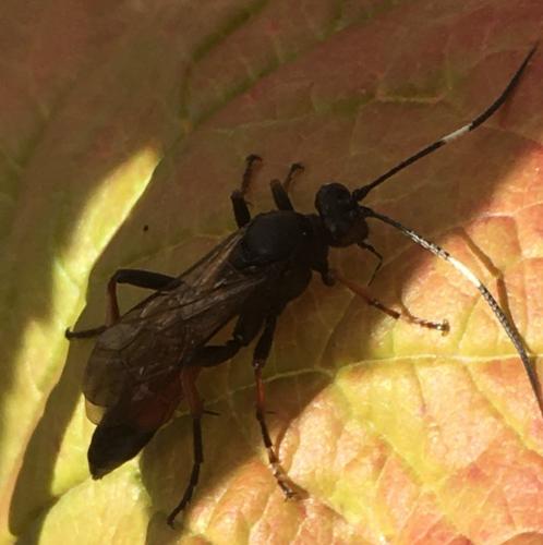 Stenichneumon culpator