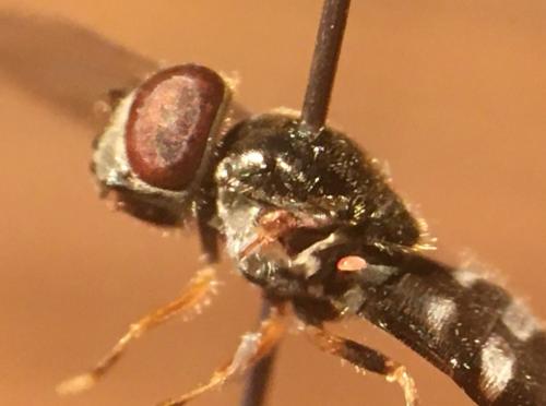 Réf. 270 860 : Platycheirus scutatus