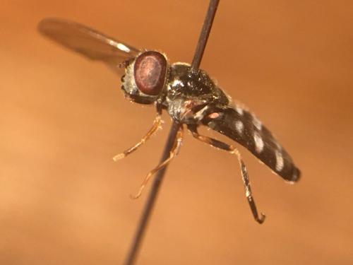 Réf. 270 856 : Platycheirus scutatus
