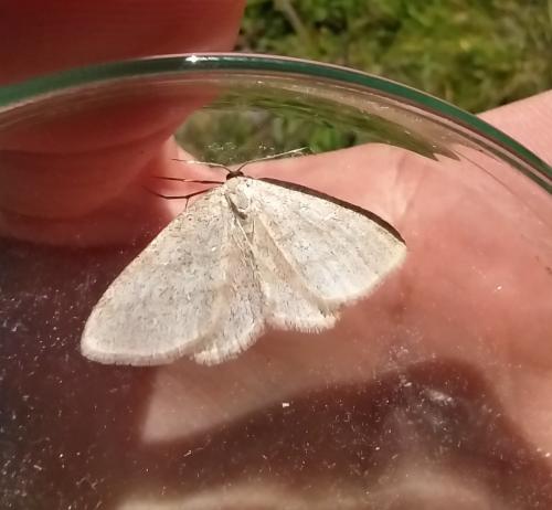 Idaea sp.